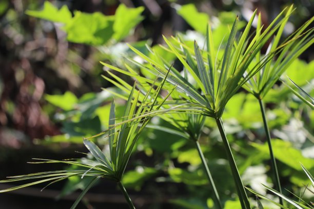 坚果草或可可草植物与日光的自然背景图片下载