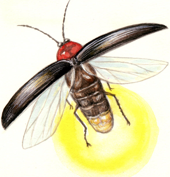 萤火虫飞图片下载