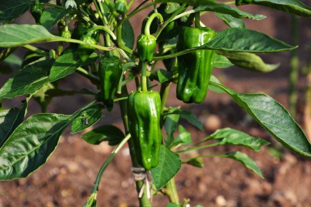 家庭花园/蔬菜种植图片下载