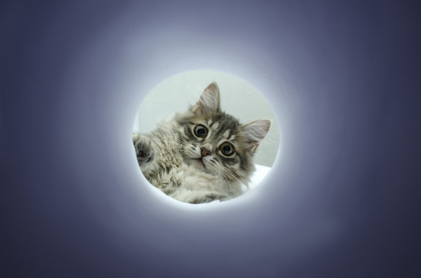 猫往管子里看图片下载