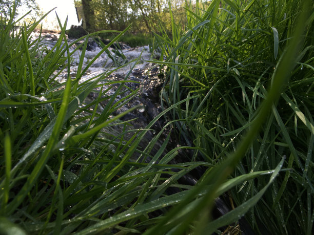 肝是巴赫图片下载