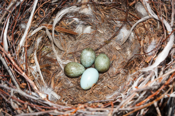 乌鸦座cornix。自然界中冠鸦的巢穴。素材图片