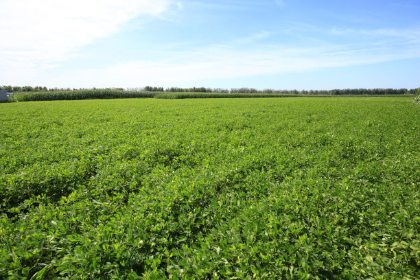 花生田图片下载
