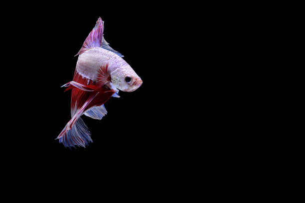 暹罗斗鱼图片下载