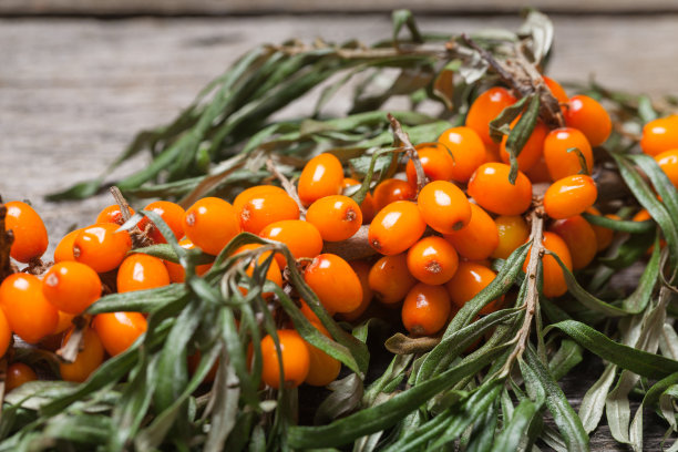 古董木桌上放着新鲜的沙棘图片下载