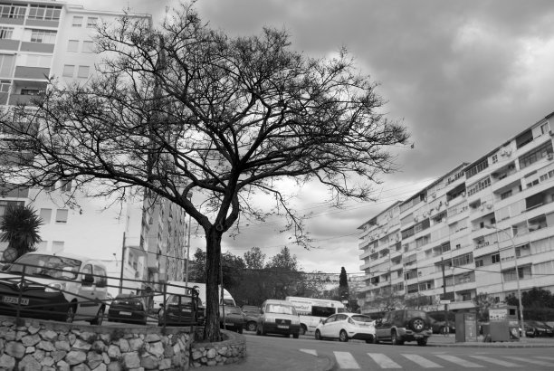 树的黑白图片下载