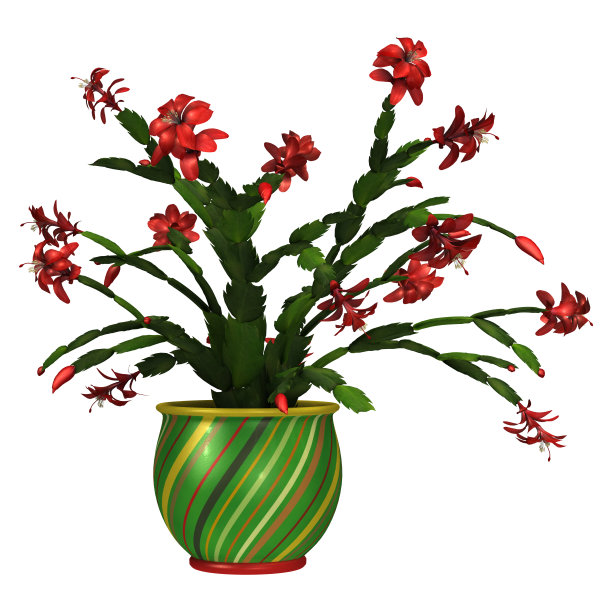 3D渲染白色背景圣诞仙人掌图片下载