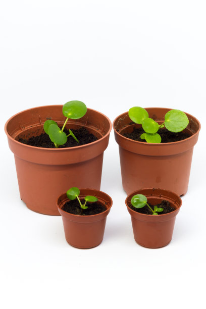 小毛蕊，金钱花。单株，在白色背景上孤立。图片下载