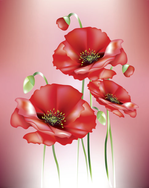 美丽的抽象红色罂粟花图片下载