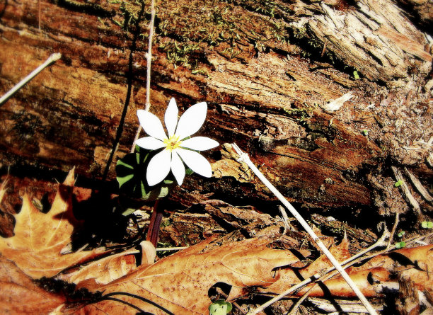 白色的森林图片下载