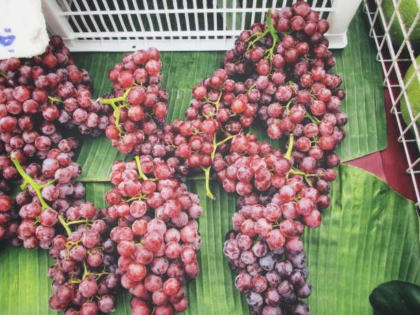 新鲜的葡萄图片下载