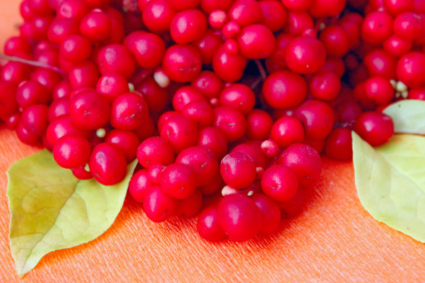 五味子的红色浆果的收成图片下载