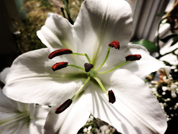 莉莉在爱图片下载