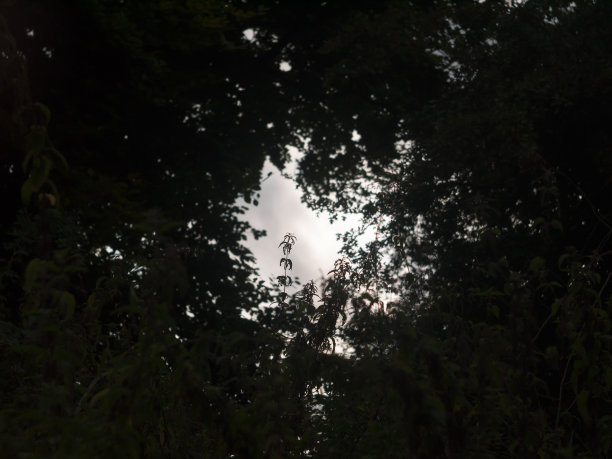 厚圈荨麻与轻圈太阳叶杂草图片下载