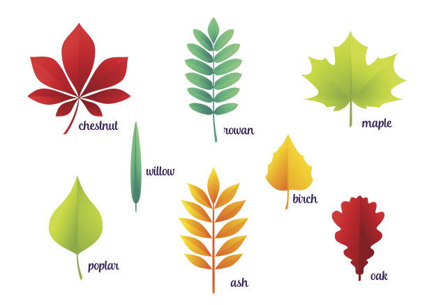 矢量插图的秋天的叶子素材图片