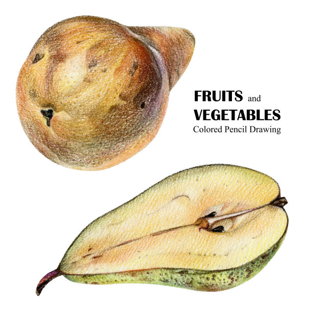 用彩色铅笔手绘黄绿梨子插图图片下载