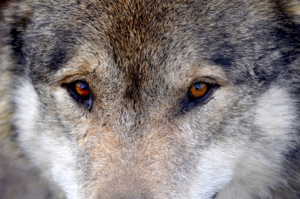 野生狼的眼睛图片下载