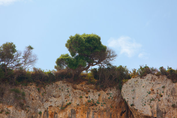 矗立在悬崖边缘的树。生长在悬崖峭壁上的树图片下载