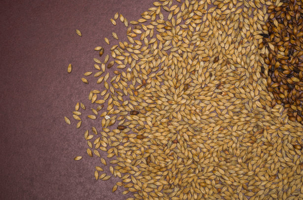 啤酒麦芽的质地图片下载
