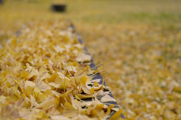 倒下的银杏叶图片下载