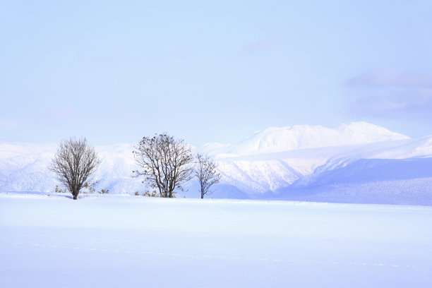 雪地上的树木和十胜山脉图片下载