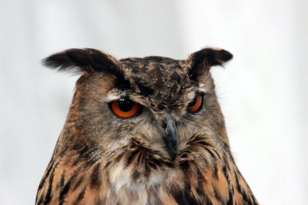 猫头鹰图片下载