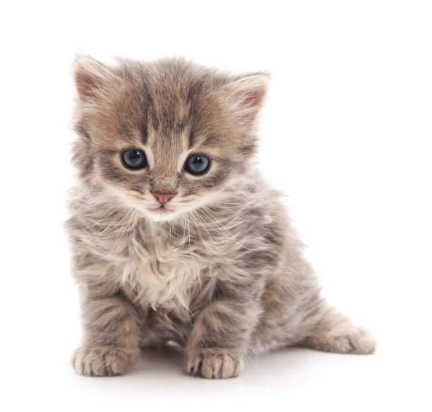 小猫。图片下载