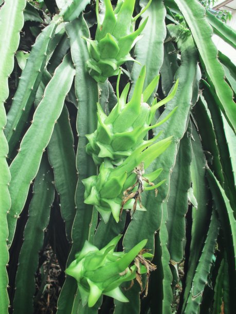 龙的水果图片下载