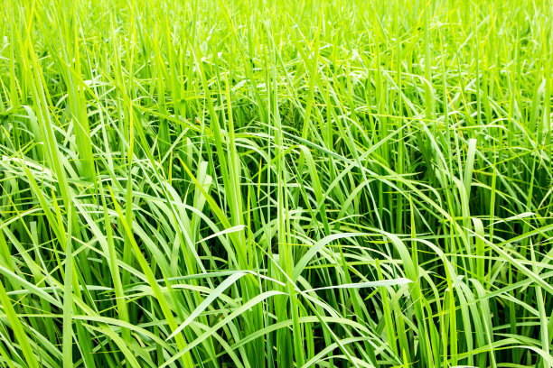 绿油油的年轻稻田图片下载