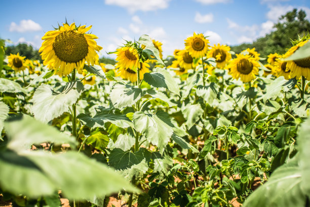 南卡罗来纳州的向日葵农场景观图片下载