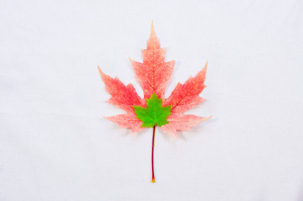 粉红色和绿色的枫叶秋天的季节图片下载