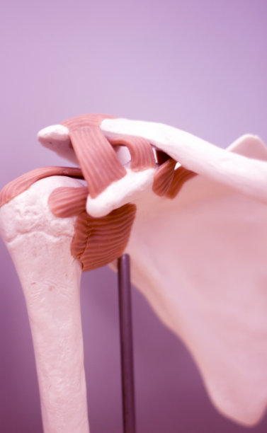 肩胛骨和背部医学研究学生解剖模型显示骨头，肌腱，韧带教学。图片下载