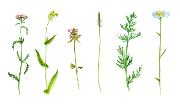 一套水彩画花草图片下载