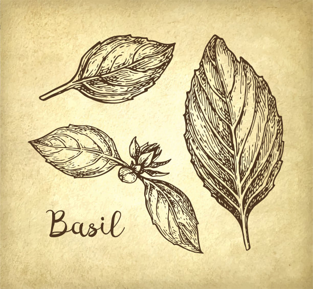 罗勒墨水草图图片下载