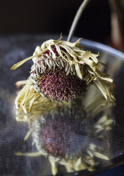 死黛西的目光图片下载