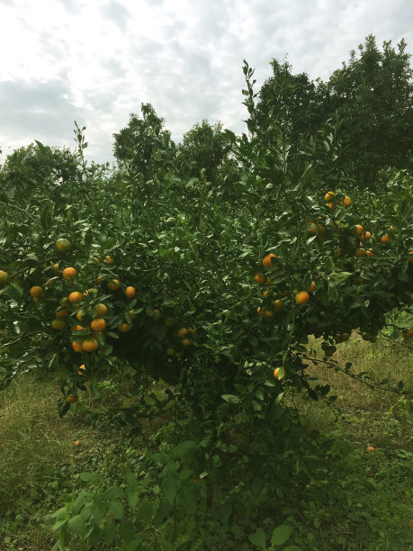 普通话树图片下载