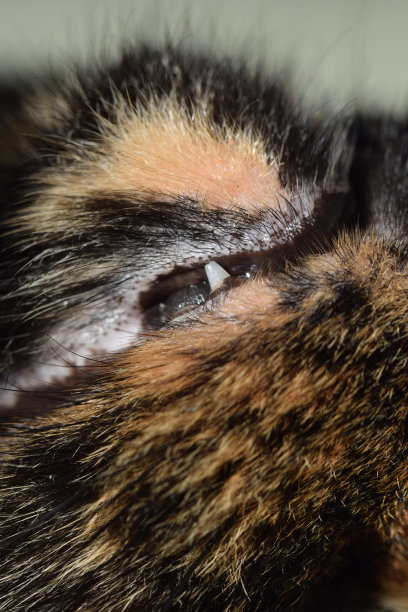 猫的嘴图片下载