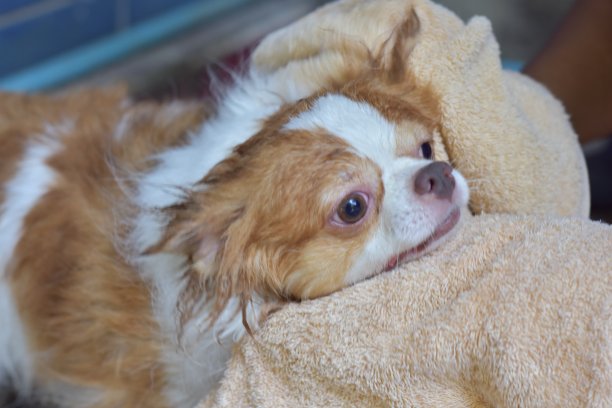 吉娃娃狗图片下载