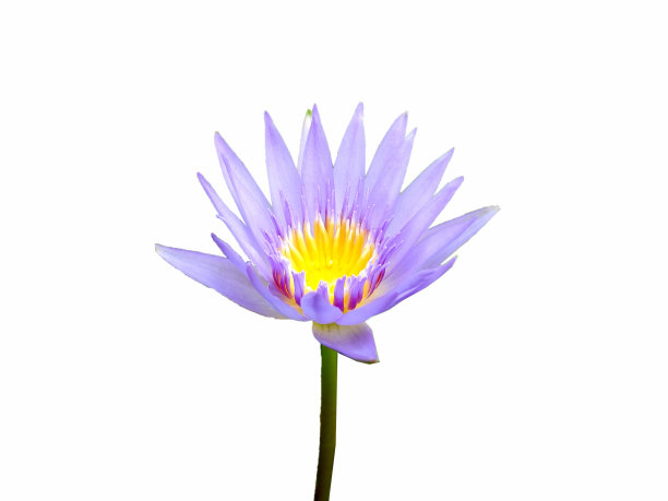 美丽的荷花图片下载