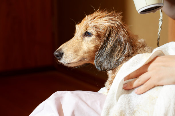 一只正在用吹风机吹干毛发的狗。图片下载