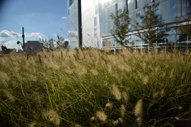 播种草和玻璃建筑图片下载