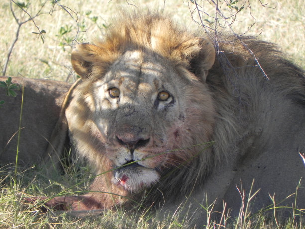 狮子吃早餐图片下载