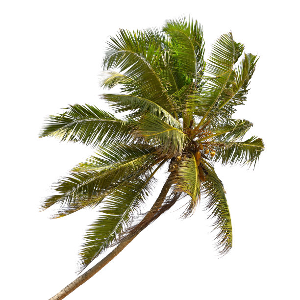 倾斜的椰树素材图片