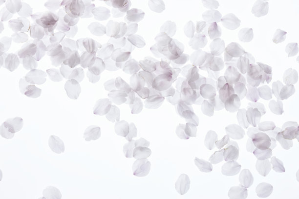 樱花花瓣素材图片