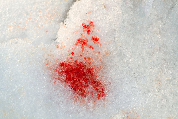 雪地上的血迹，是受伤动物留下的。图片下载