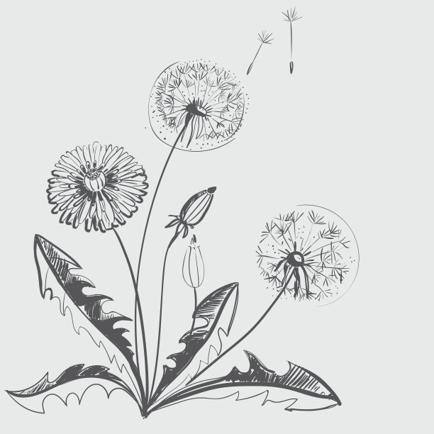 蒲公英图片下载