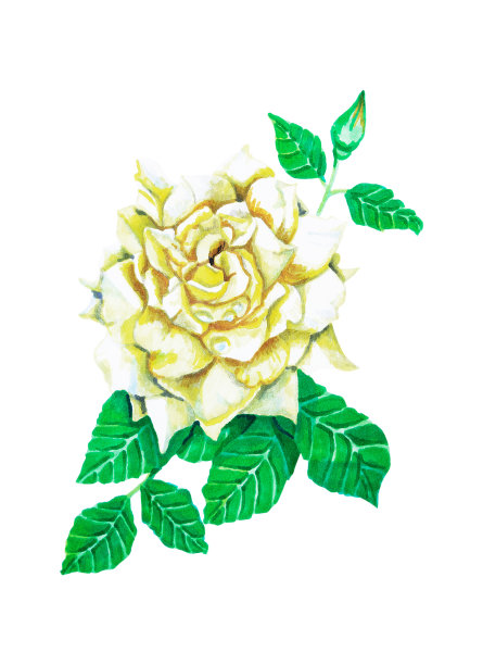 水彩插图的白色玫瑰在白色的背景。用素描笔画的素描图片下载