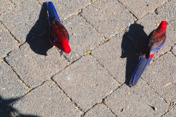 深红罗塞拉图片下载