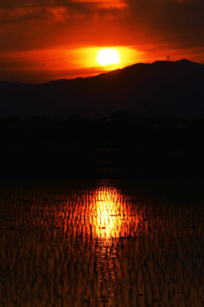 璀璨的稻田图片下载