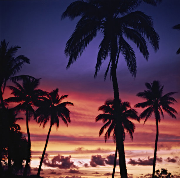 棕榈树和南部海域的日落图片下载
